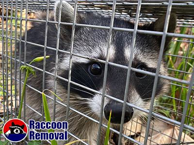 Detroit raccoon trapping